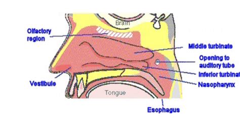 3 6 Intranasal Drug Delivery Flashcards Quizlet