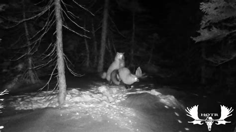 Rated R Trail Cam Footage Youtube