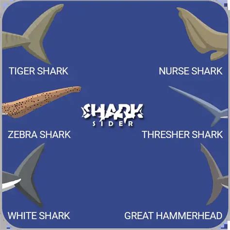 Shark Anatomy Facts: From The Outside In - Shark Sider