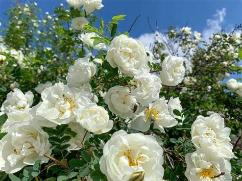 The Complete Guide To Climbing Roses Au