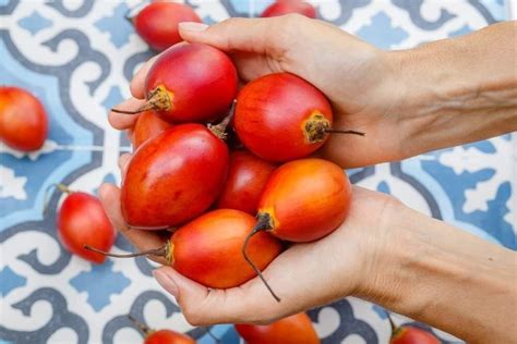 Semillas De Rbol De Tomate Para Plantar Tamarillo Cyphomandra Betacea