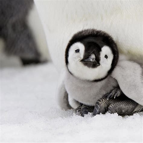 Cute Baby Penguin - Penguin Pictures