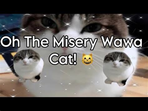 Oh The Misery Wawa Cat Wawacat Funny Fyp Youtube