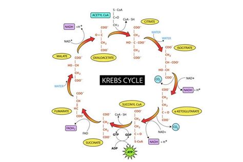 Siklus Krebs Atau Siklus Asam Sitrat Pada Manusia