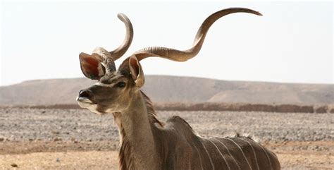 Kudu – Discover interesting facts about this beautiful antelope