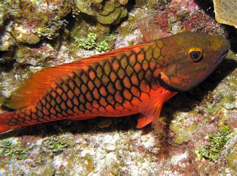 Stoplight Parrotfish Initial Phase Sparisoma Viride Grand Cayman