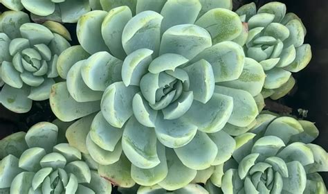 Echeveria Elegans Succulents Gardening Plants Home Hobby Etna Pe