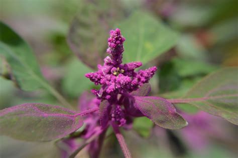 quinoa flower plant purple  photo  pixabay