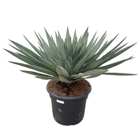 Yucca Gloriosa Lone Star 140 Cm Green Bubble