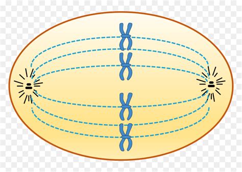 Animal Cell In Metaphase Metaphase Hd Png Download Vhv