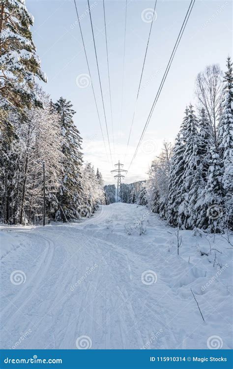 Winter forest in Norway stock photo. Image of cold, norge - 115910314