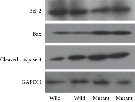 Comparison Of Apoptosis Related Protein Expression In The Pancreas Of