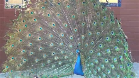 Peacocks Dance Peacock Dance Display Peacocks Opening Feathers