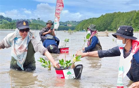 Dukung Pengurangan Emisi Karbon Dan Lindungi Pesisir Ccep Indonesia