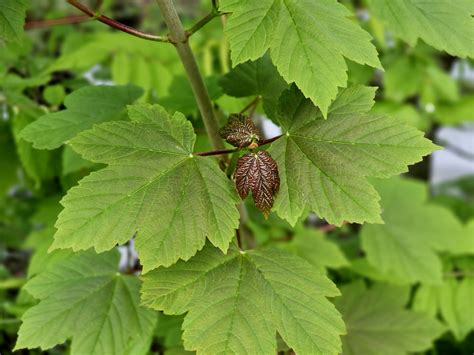 Gewone Esdoorn Acer Pseudoplatanus Kopen