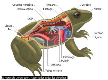 Anfibios