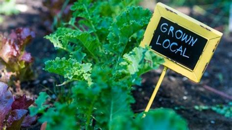 Urban Gardening Obst und Gemüse frisch von Ihrem Balkon wissen de