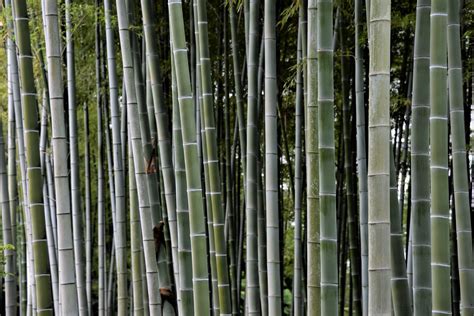 Giappone Barriera Di Bamb Nei Dintorni Di Osaka Giancarlo Borluzzi