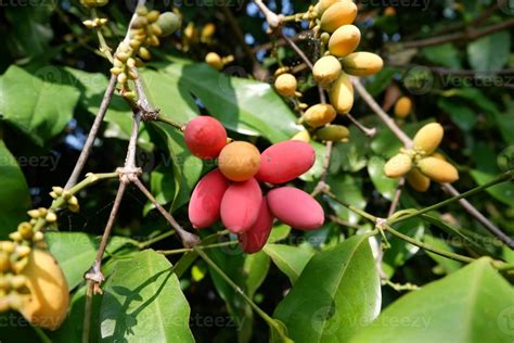 Fruits Melinjo Gnetum Gnemon Linn with a leaf background 20181815 Stock Photo at Vecteezy