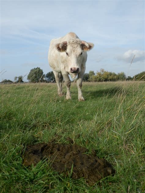 LAtlas des Scarabéides de Normandie est disponible Asehn