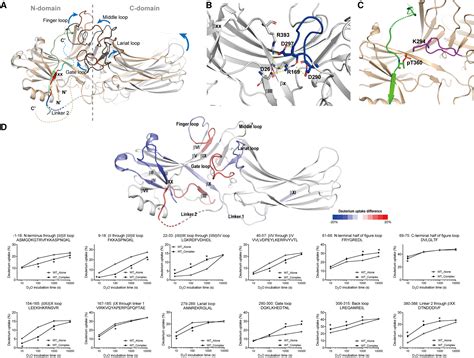 Roles Of The Gate Loop In Arrestin Conformational Dynamics And