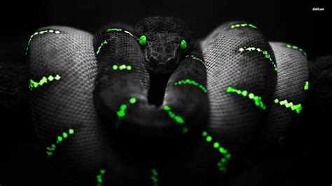 Green Snake Wallpapers - Top Free Green Snake Backgrounds - WallpaperAccess