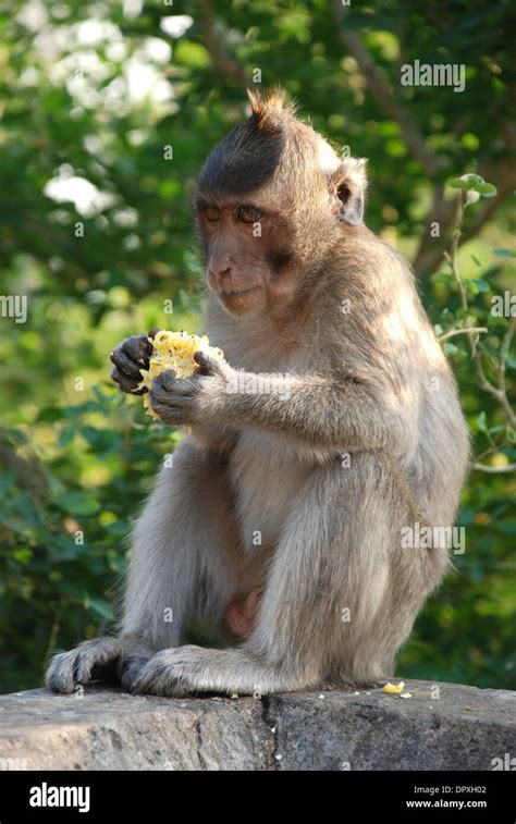 Macaques Thai Monkey Around The Temple Stock Photo Alamy