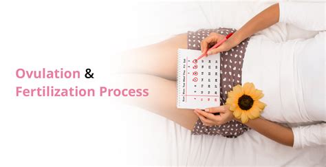 Exploring Ovulation And Its Vital Role In Fertility Treatment Birla