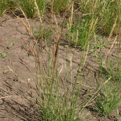 Silver Falls Seed Company Wild Wetland Economy Grass Mix