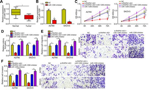 Full Article Lncrna Rhpn1 As1 Promotes Ovarian Cancer Growth And Invasiveness Through