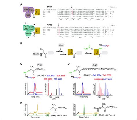 Characterization Of Hydrazine Reactive Sites In Pr And Gr Of Stickland