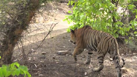 First Tiger Encounter Youtube