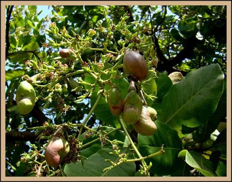 Summer's here - Cashew nut tree with baby cashews - India Travel Forum ...