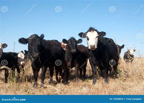 母牛牧场地 库存照片 图片 包括有 本质 吃草 国家（地区） 茴香 蓝色 食物 天空 牧场地 17040856