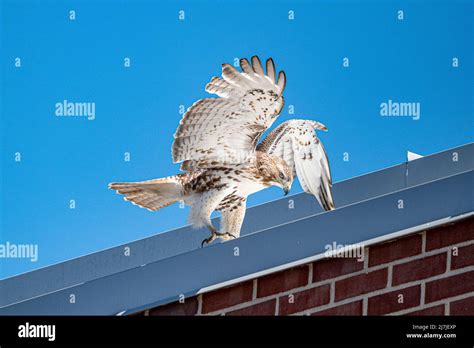 Red Tail Hawk Flying in Boston Stock Photo - Alamy