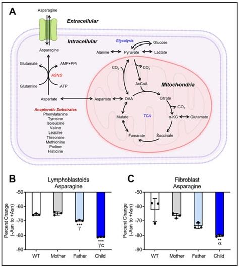 Nutrients Free Full Text Metabolomic Profiling Of Asparagine