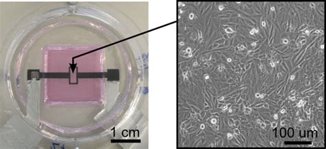 Dea Based Deformable Cell Culture Systems Lmts Epfl