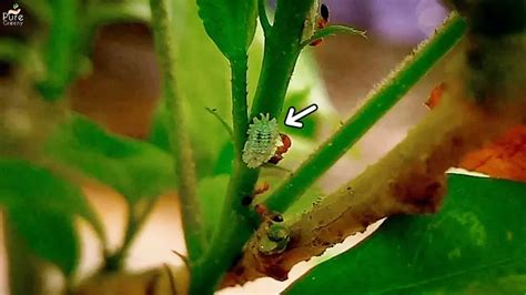 Mealybugs On Plants - How to Treat Mealybugs On Plants