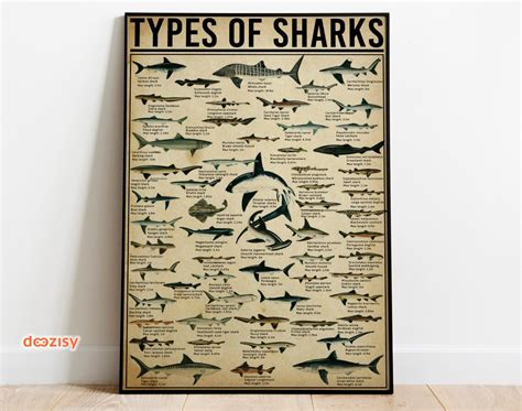 Shark Knowledge Poster Types Of Shark Poster Shark Identification