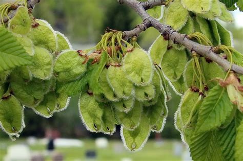 Elm Tree Seeds - Gardening Overalls