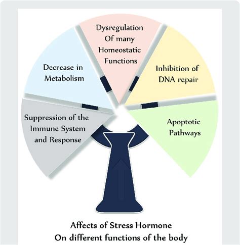 Schematic Showing Affects Of Stress Hormones On Different Functions Of