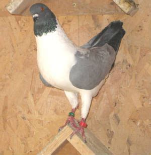 German Modena Pigeon Pictures ~ ENCYCLOPEDIA OF PIGEON BREEDS