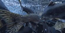 Fish Swimming GIFs | Tenor