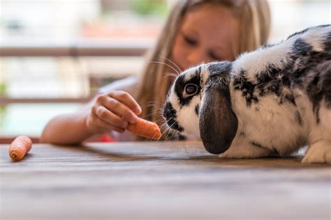 Haustiere für Kinder Vor Nachteile