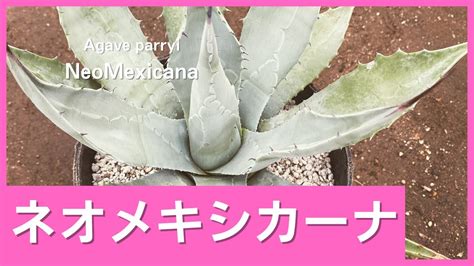 Agave Parryi Subsp Neomexicana Youtube