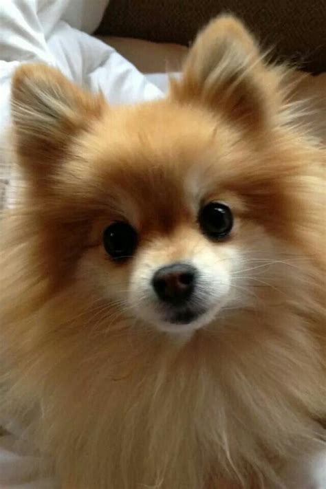 Pin By Diana Nealon On Pomeranian Pooches Cute Pomeranian Super Cute