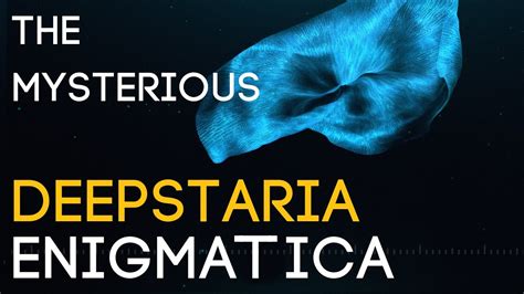 The Most Mysterious Jellyfish The Deepstaria Enigmatica Thalassic