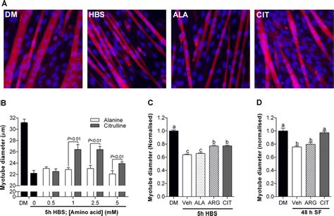 L Citrulline Protects C2C12 Muscle Myotubes From Wasting Myotube