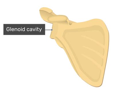 Scapula Bone Anatomy Structure And Labeled Diagram Getbodysmart