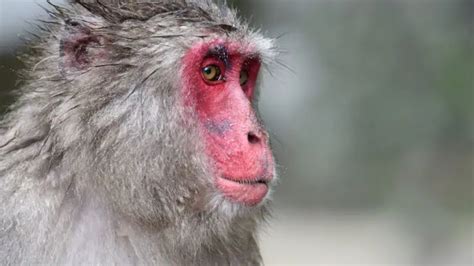 What Monkey Has A Red Butt Or Bottom? 7 Species - Oxford Pets